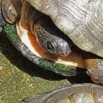 African Mud Turtle Shutterstock 94472674
