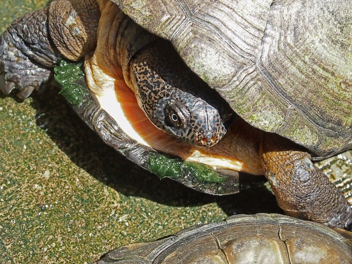 African Mud Turtle Shutterstock 94472674
