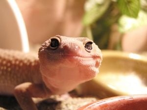 Albino Leopard Gecko Face 265625 M