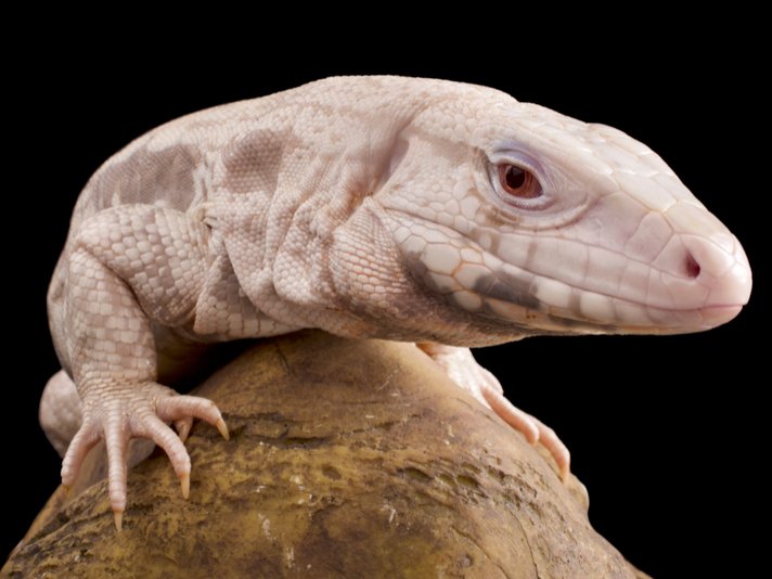 Albino Tegu Shutterstock 1063716419