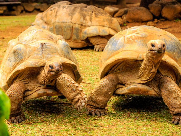 Aldabra giant tortoise