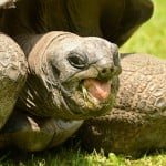 Aldabra Tortoise Shutterstock 677425210