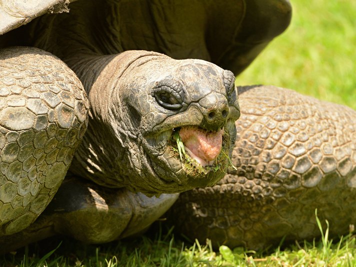 Aldabra Tortoise Shutterstock 677425210