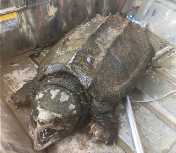 Alligator Snapping Turtle 