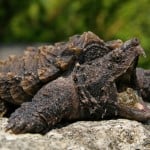 Alligator Snapping Turtle Shutterstock 54028588