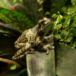 Amazon Milk Frog Shutterstock 1034050288