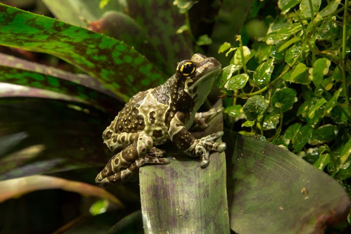 Amazon Milk Frog Shutterstock 1034050288
