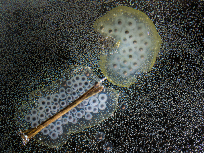 Amphibian Egg Mass Shutterstock 731943631