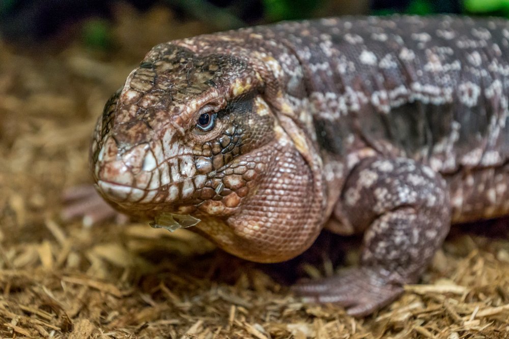 Argentine black and white tegu