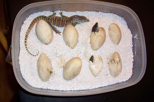 Argusmonsterhero Babies Hatch500