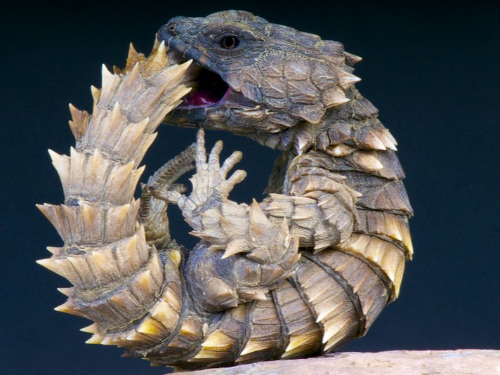 Armadillo Girdled Lizard Shutterstock 214938931