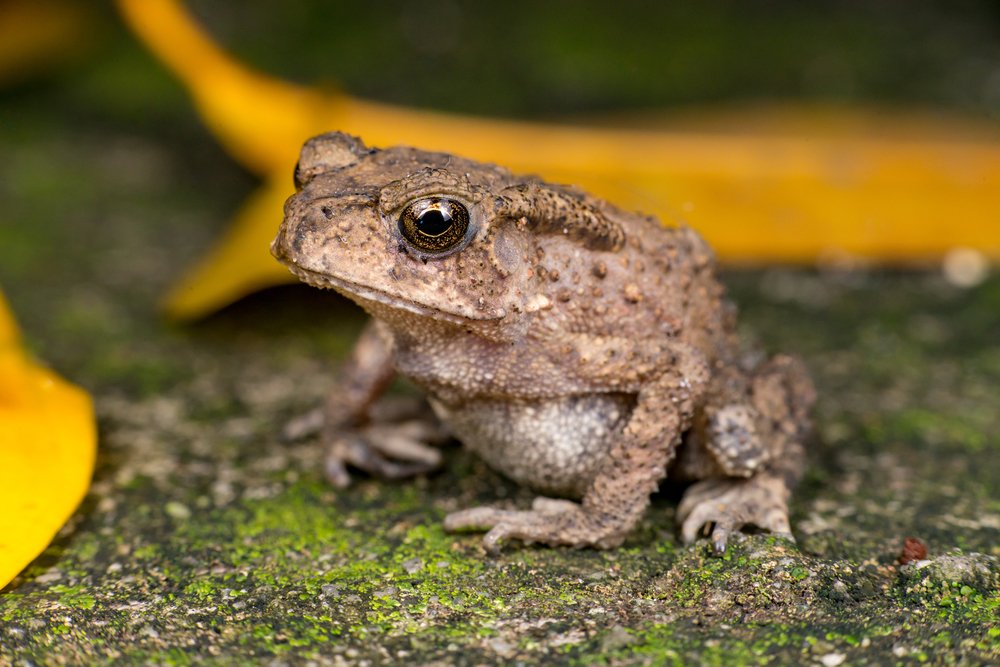 Asian Common Toad Shutterstock 647649241