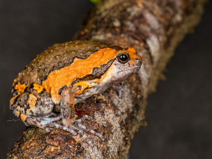 Asian Painted Bullfrog Shutterstock 576826354