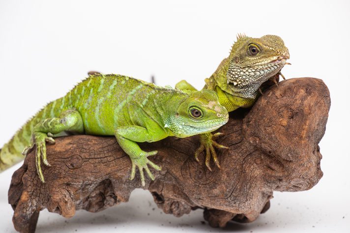 Asian Water Dragon Skipbrown033