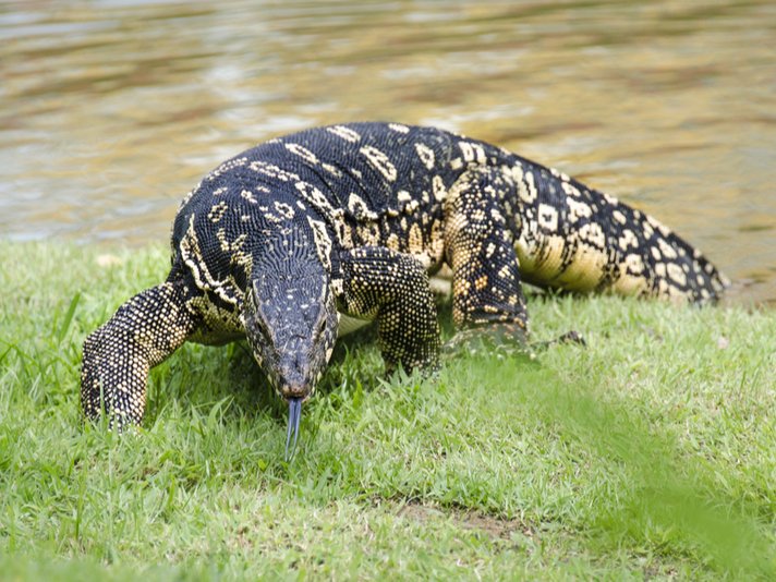 Asian Water Monitor Shutterstock 661751011