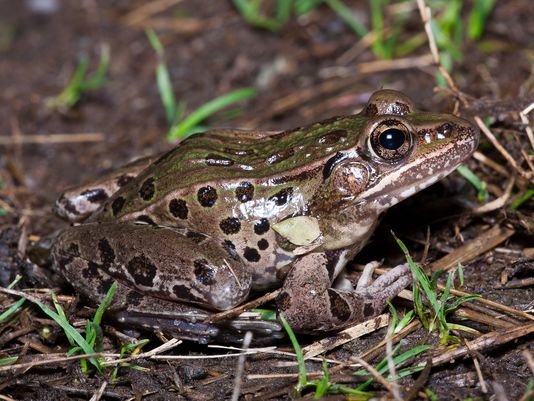 Atlantic Coast Leopardfrog
