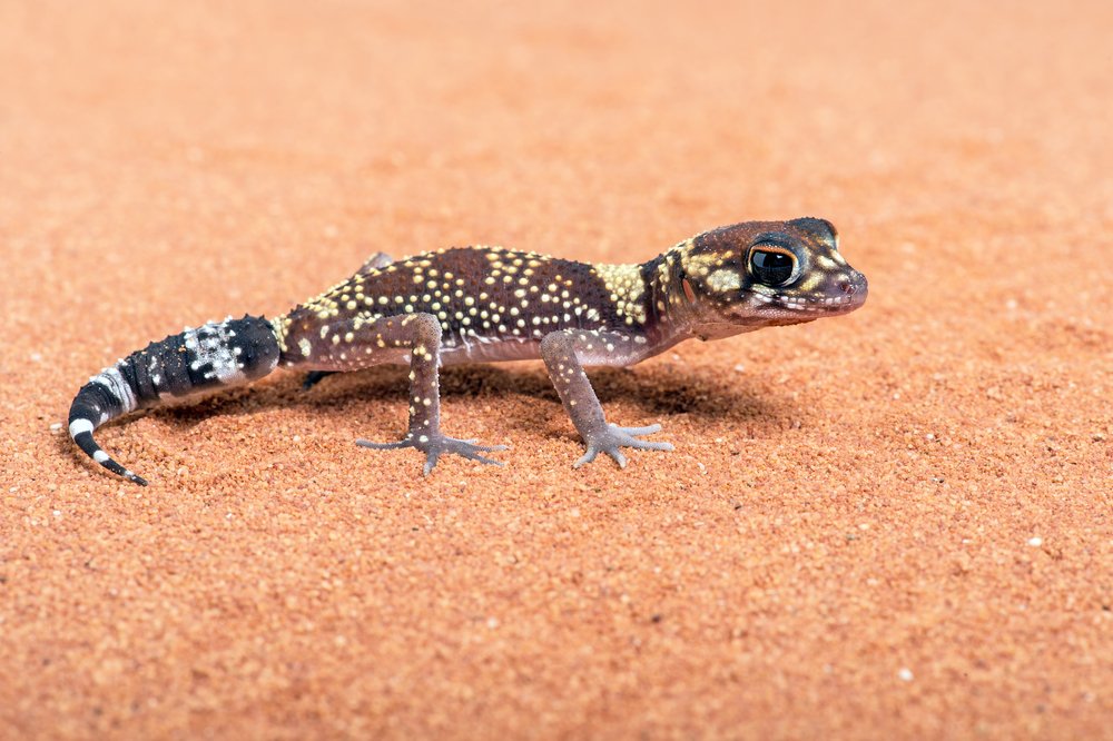 Austrailianbarkingecko Shutterstock 249266320