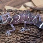 Australian Barking Gecko Shutterstock 629576270