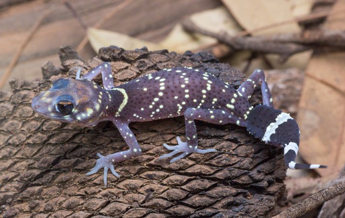 Australian Barking Gecko Shutterstock 629576270