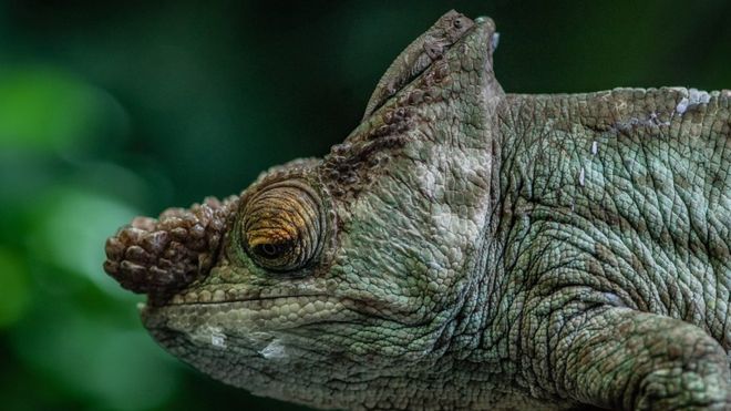  110711448 Forscaletheworldsheaviestchameleonspecies Parsonschameleonwiththeworldssmallestchameleonspeciesonitshead Pygmychameleon
