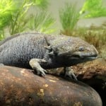 Axolotyl Shutterstock 137972774