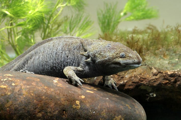 Axolotyl Shutterstock 137972774