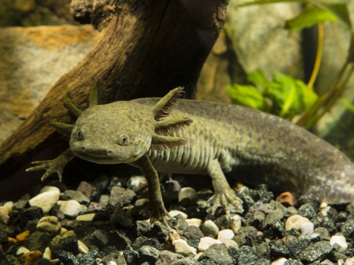 Axolotyl Shutterstock 427983619