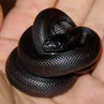 Baby Mexican Black Kingsnake