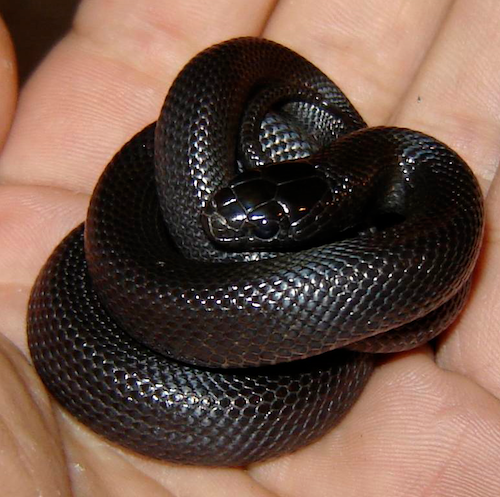 Baby Mexican Black Kingsnake