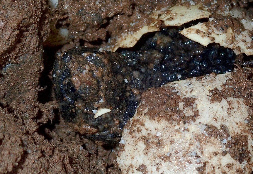 Baby Snapping Turtle Egg