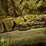 Ball Python Podolnaya Elena
