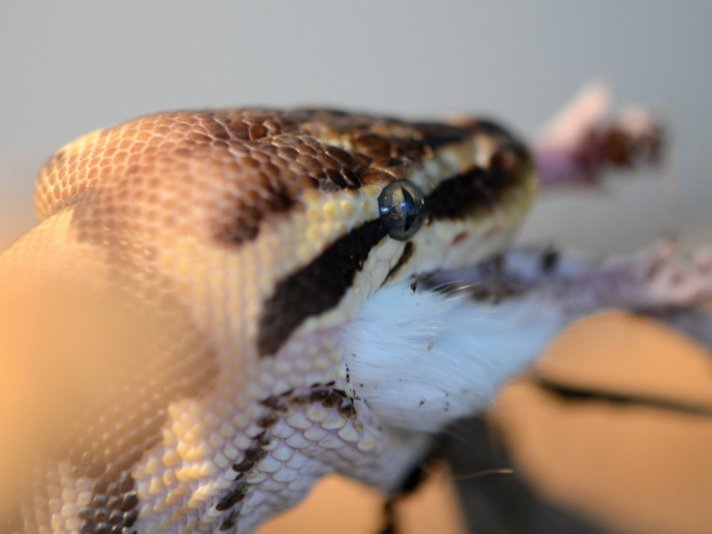 Ball Python Shutterstock 1055420459