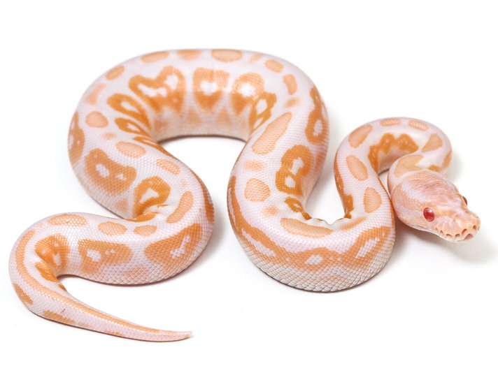 Ball Python Shutterstock 205627891