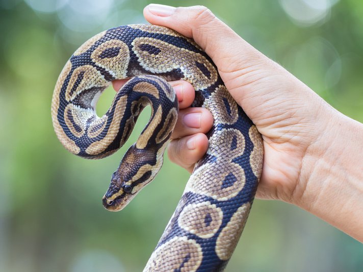 Ball Python Shutterstock 351506507