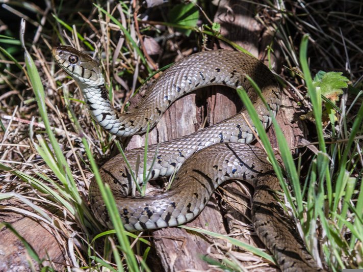 Barred Grass Snake Shutterstock 150474701