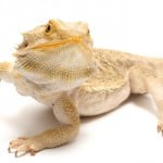 Bearded Dragon Care 5001
