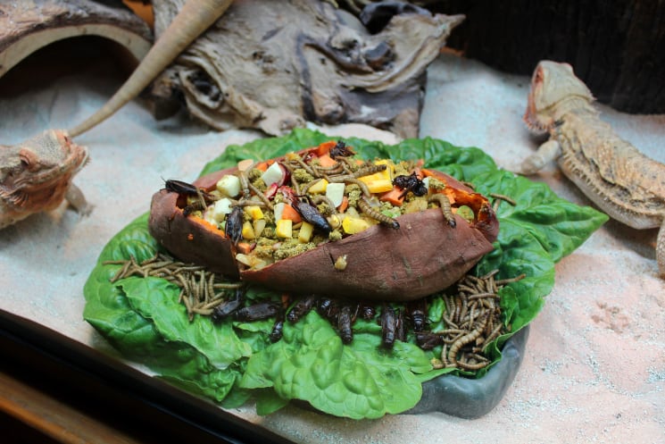 Bearded Dragon Holiday Food