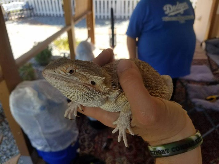 Bearded Dragon Riverside County Animal