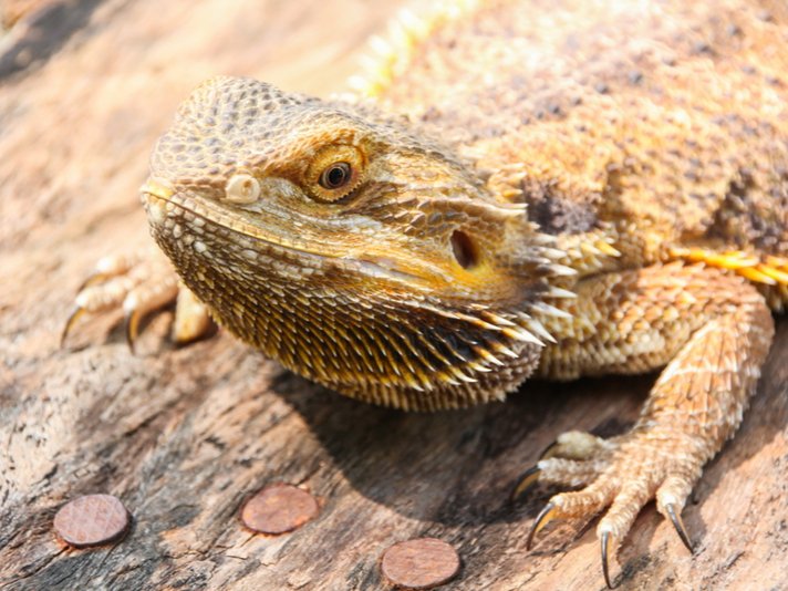 Bearded Dragon Shutterstock 331730084