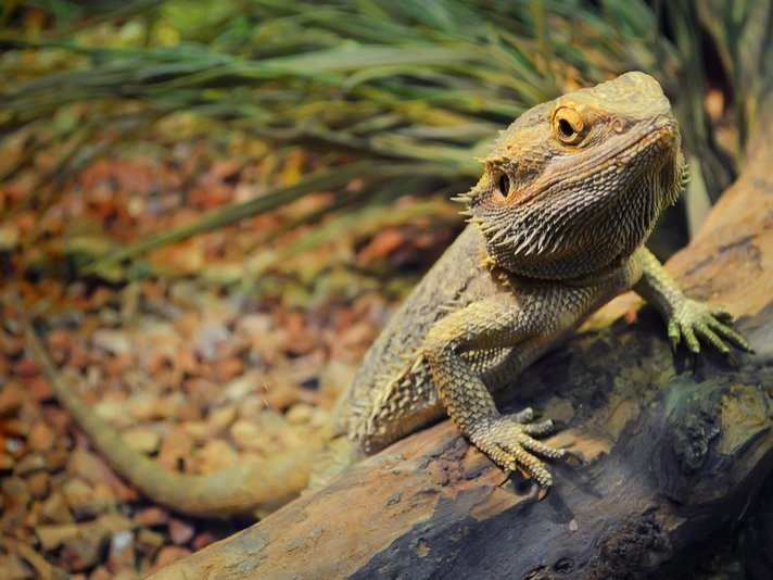 Bearded Dragon Shutterstock 549029134