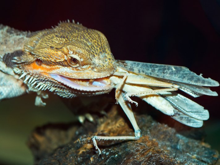 Bearded Drgaon Shutterstock 1325163