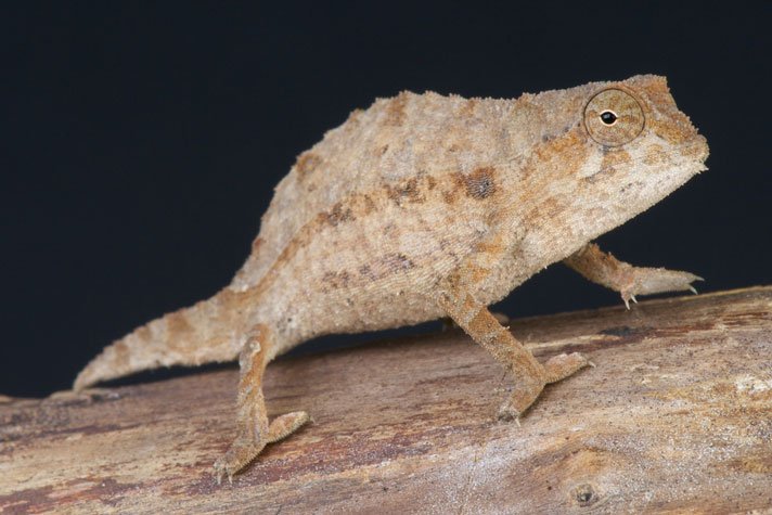 Bearded Leaf Chameleon Shutterstock 140042485