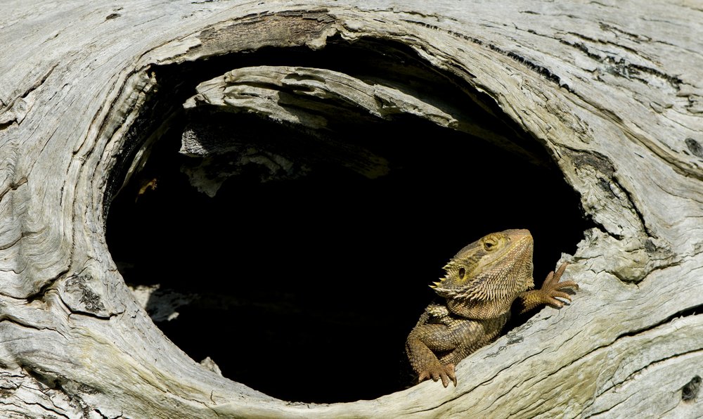 Beardeddragonhole Shutterstock 17604418
