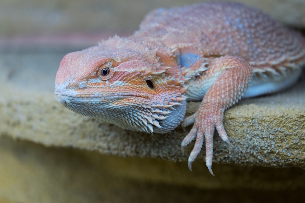 Beardeddragonhypo Shutterstock 549278419