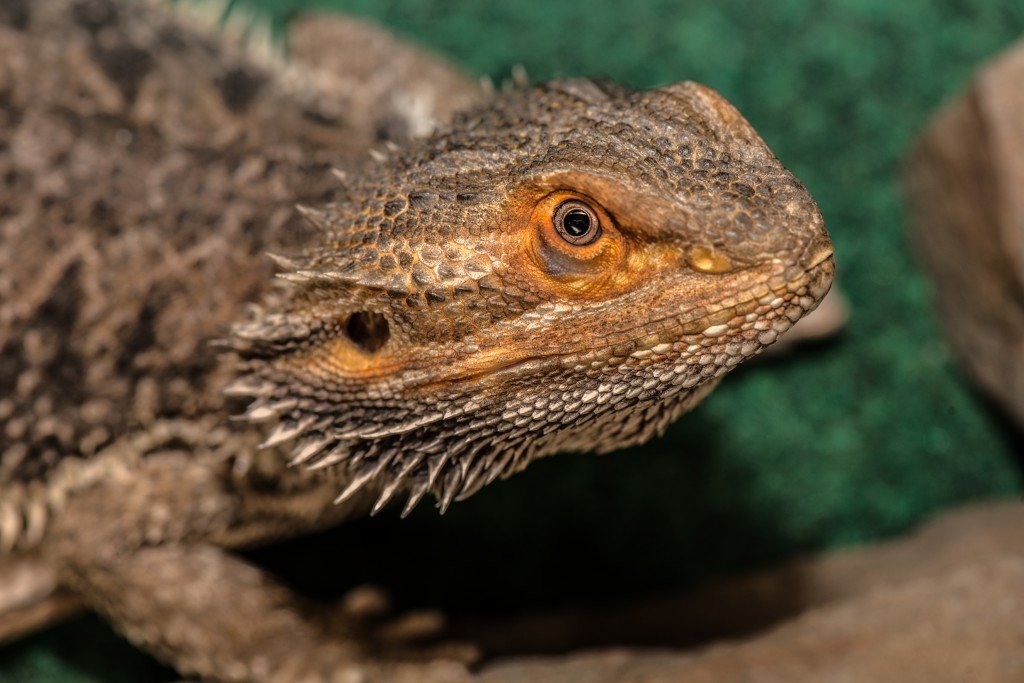 Beardeddragonmorph Shutterstock 481265065