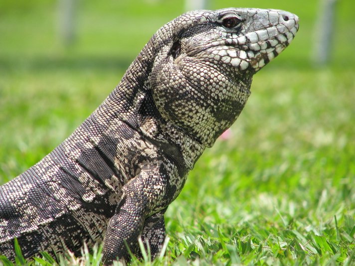 Black And White Tegu Shutterstock 258877535