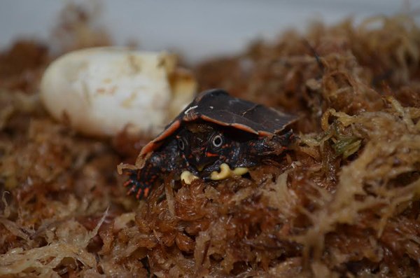 Black Breasted Leaf Turtle Hatchling