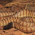 Black Headed Python Shutterstock 731131624