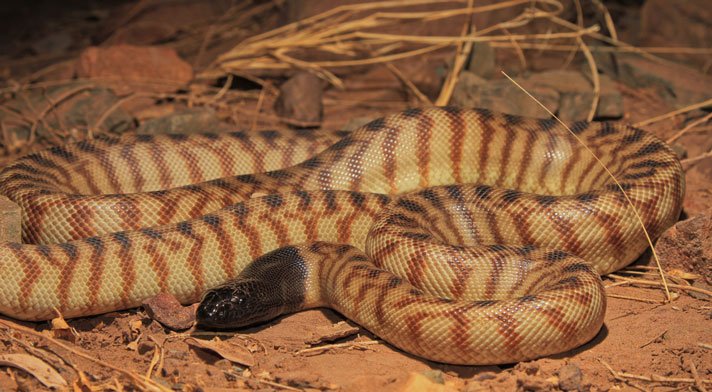 Black Headed Python Shutterstock 731131624