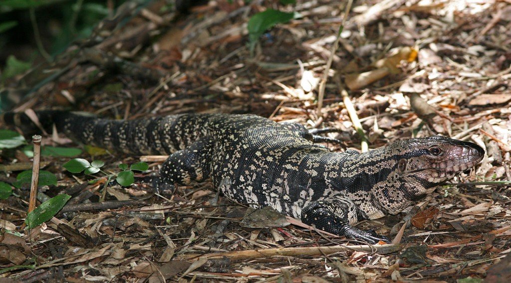 Black And White Tegu